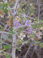 Lycium schweinfurthii