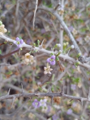 Lycium schweinfurthii