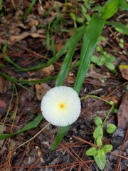 Leucocoprinus fragilissimus image