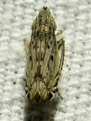 Flexamia