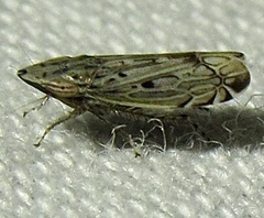 Flexamia