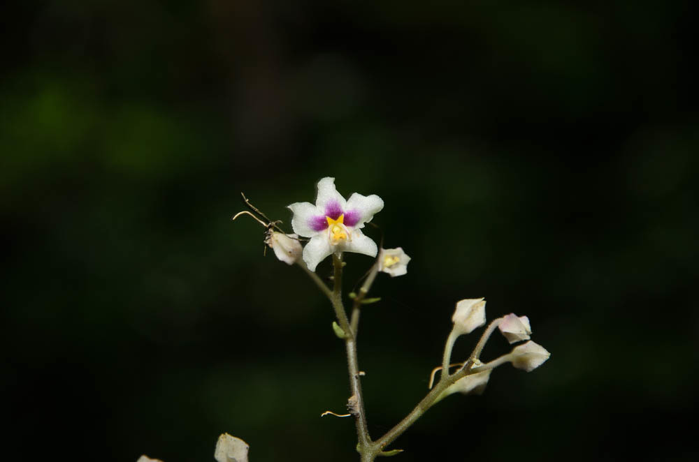 Stauranthera umbrosa