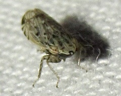Flexamia