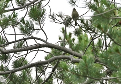 Pinus cembroides bicolor