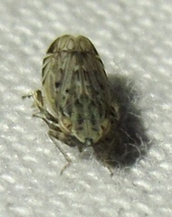 Flexamia