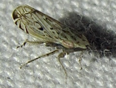 Flexamia