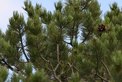 Pinus cembroides bicolor