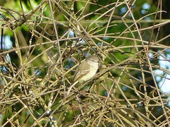 Phyllomyias fasciatus