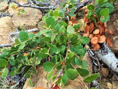 Betula michauxii