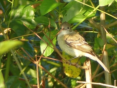 Phyllomyias fasciatus