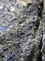 Scoliciosporum umbrinum