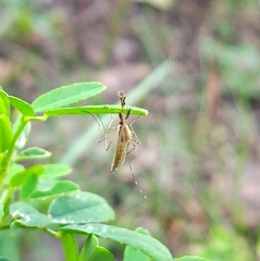 Culicidae