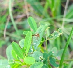 Culicidae
