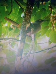 Cinclocerthia ruficauda