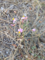 Cyanella hyacinthoides