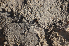Raglius confusus