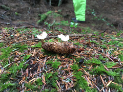 Strobilurus occidentalis