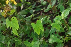 Ipomoea salsettensis