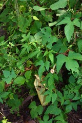 Ipomoea salsettensis