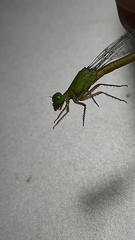 Ceriagrion coromandelianum