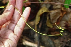 Ipomoea salsettensis