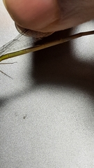 Ceriagrion coromandelianum