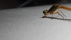 Ceriagrion coromandelianum