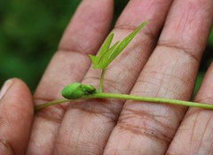 Ipomoea salsettensis
