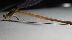 Ceriagrion coromandelianum
