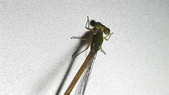 Ceriagrion coromandelianum