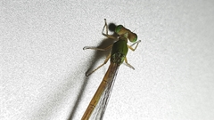 Ceriagrion coromandelianum