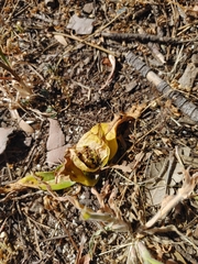 Colchicum eucomoides