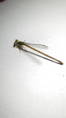 Ceriagrion coromandelianum