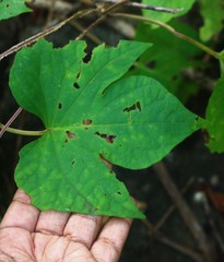 Ipomoea salsettensis