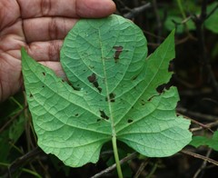 Ipomoea salsettensis