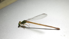 Ceriagrion coromandelianum