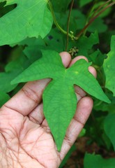 Ipomoea salsettensis
