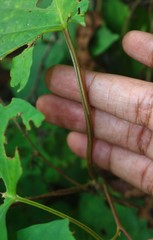 Ipomoea salsettensis
