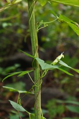 Ipomoea salsettensis