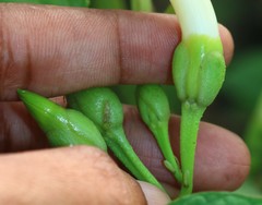 Ipomoea salsettensis