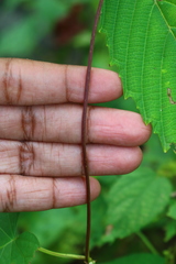 Ipomoea salsettensis