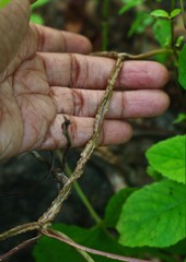 Ipomoea salsettensis