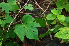 Ipomoea salsettensis