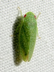 Rugosana querci