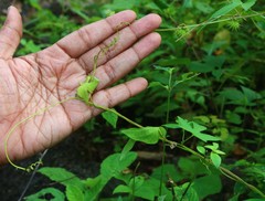 Ipomoea salsettensis