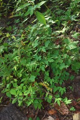 Ipomoea salsettensis