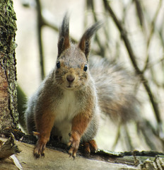 Sciurus vulgaris