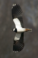 Northern Lapwing photo 6