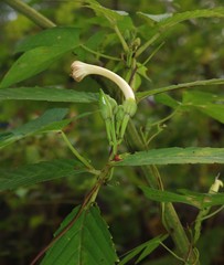 Ipomoea salsettensis