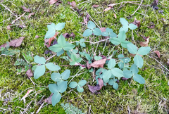Trifolium medium